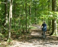 La forêt de Marly