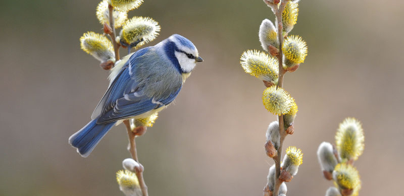 Prochaine visite : les oiseaux et leurs chants en forêt de Marly